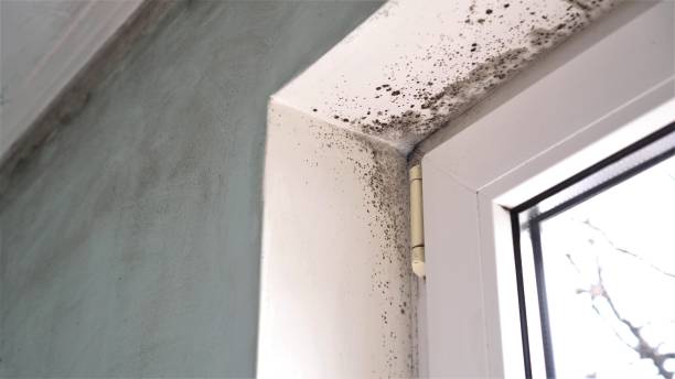 Home Mold Removal in Baltimore, MD