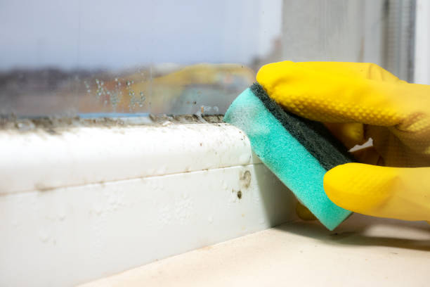 Best Residential Mold Removal  in Baltimore, MD