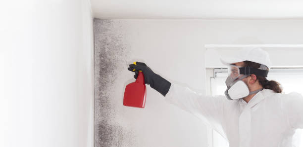 Best Home Mold Removal  in Baltimore, MD