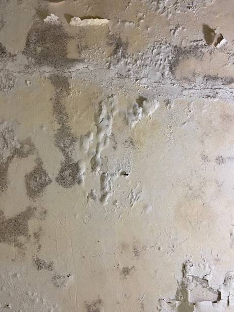 Best Crawl Space Mold Removal  in Baltimore, MD