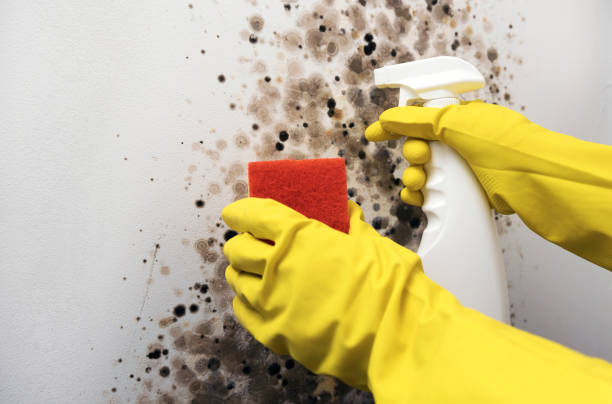Best Mold Removal Process  in Baltimore, MD