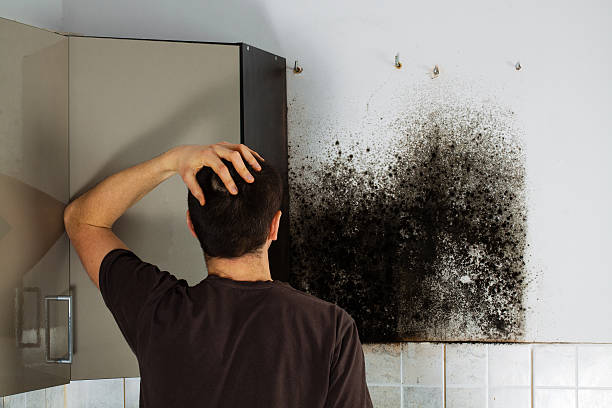 Baltimore, MD Mold Removal Company