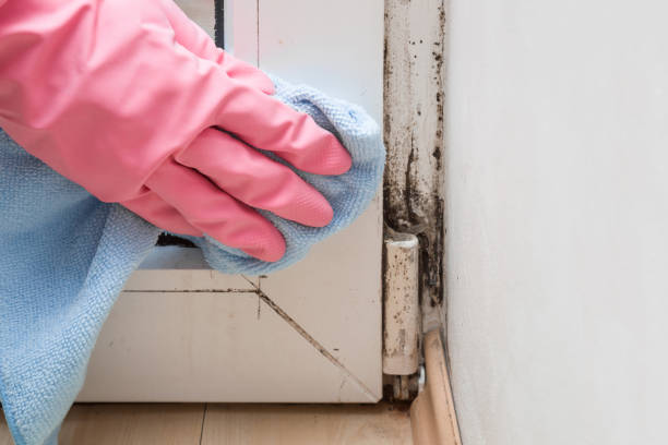 Best Mold Remediation  in Baltimore, MD